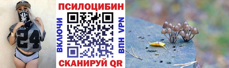 где купить наркотик  Торопец  гидра онион  Галлюциногенные грибы Psilocybe 